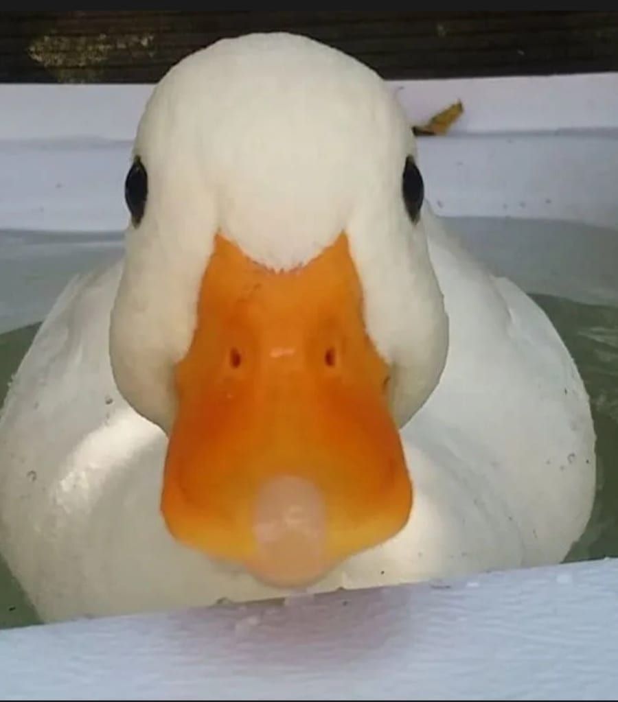 Profil de Souleymene